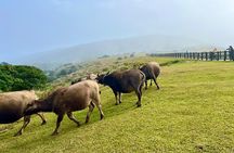 Full-day Tour in Yangmingshan & Beitou from Taipei