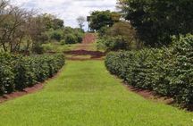 Fairview Coffee Farm Day Tour in Nairobi