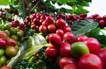 Fairview Coffee Farm Day Tour in Nairobi