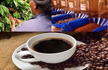 Fairview Coffee Farm Day Tour in Nairobi