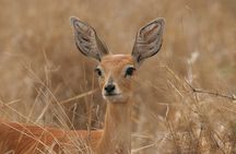 Multi Day Kruger National Park and Panorama Route Adventure