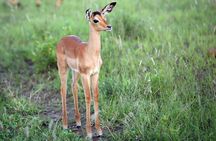 Multi Day Kruger National Park and Panorama Route Adventure