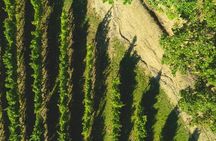 Parma Hills and Wine Tasting with Food Platter