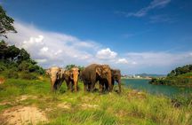 Phuket City Tour & Elephant Sanctuary – Town, Temple, Food & View