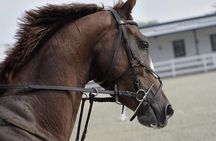 Private Horse and Camel Riding Experience in Doha