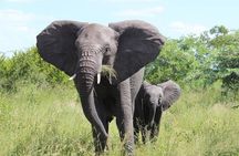 Game drive/White Rhino tracking
