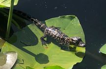 1 Hour Everglades Airboat Tour Central Florida