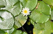 1 Hour Sunset Airboat Tour