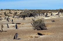 Walk with the Penguins in Punta Tombo for Cruisers in private