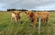Invergordon Private Sheepdogs, Highland cows and Castle Tour 