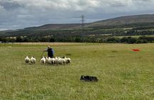 Invergordon Private Sheepdogs, Highland cows and Castle Tour 