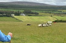 Invergordon Private Sheepdogs, Highland cows and Castle Tour 