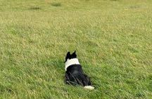 Invergordon Private Sheepdogs, Highland cows and Castle Tour 