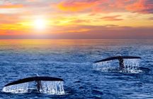 Los Cabos Whale Watching and Sunset Tour 