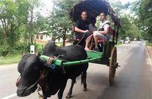 Sri Lanka: 10 Days private tour with Hotels (HB),Driver & Car 