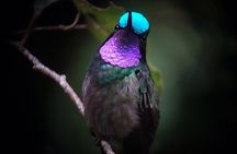 Monteverde Cloud Forest Tour