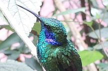 Monteverde Cloud Forest | Guided Tour of Flora & Fauna