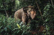 Phuket Elephant Nature Reserve Ethical Sanctuary 