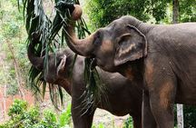 Phuket Elephant Nature Reserve Ethical Sanctuary