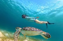 Waikiki Turtle Canyon Snorkeling Adventure