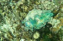 Snorkeling Tour in Samoa