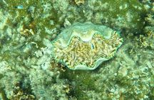 Snorkeling Tour in Samoa