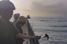 Dole,Garlic Shrimp, Northshore Customizable Group Priced Tour 