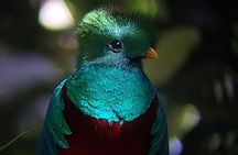 Monteverde Cloud Forest Tour
