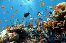 Underwater Adventures Through Semi-Submarine Trip - Marsa Alam