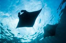 Nusa Lembongan Snorkeling with Manta Bay & Island Tour from Bali