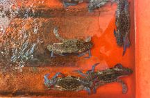 KAMPOT TRAVEL-Pepper farm. Cave.Secret lake-Crab market & Salt...