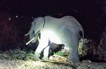 4x4 Bush Drive at Night with guided Stargazing