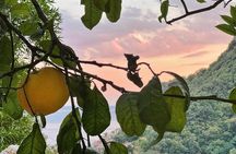 Authentic Amalfi Lemon Tour & Tasting in the Historical Garden