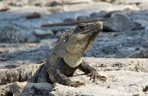 Tulum, Coba ruins and The Cenote 6 hours Private Tour