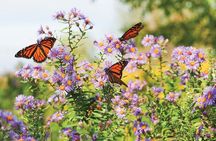 Miracle Garden and Butterfly Garden Dubai Combo Tour