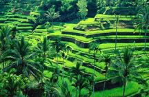 Ubud Full Day Tour: Private and Customizable
