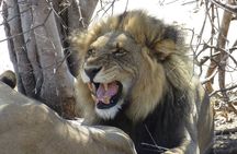 Full Day Safari Experience Chobe National Park in Botswana