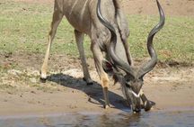 Full Day Safari Experience Chobe National Park in Botswana