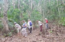 Jozani forest+Kuza cave +Paje beach+ Blue lagoon+ Rock restaurant
