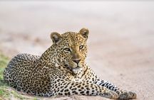 Leopard Half Day Yala National Park Eleven Safari