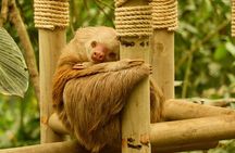 Selvatura Sloth Habitat 