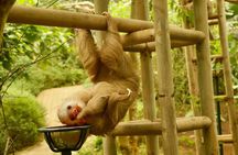 Selvatura Sloth Habitat 