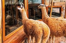 Quad bikes in Moray and Salineras and Picnic with llamas
