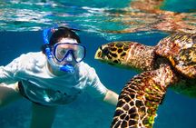 Kona Shore Excursion: Dolphins & Captain Cook Reef Snorkel