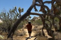 Private Sightseeing & Adventure tour of Joshua Tree National Park