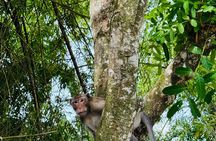 U Minh Thuong Forest and Pineapple Villages