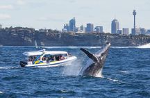 Whale Watching Adventure Cruise