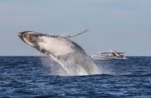 Whale Watching Adventure Cruise