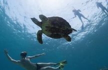 Semi Private Abu Dabab Tour With Turtles & Dugong from Hurghada 
