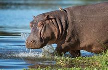 Half Day Isimangaliso Wetlands Park Boat Tour from Richards Bay